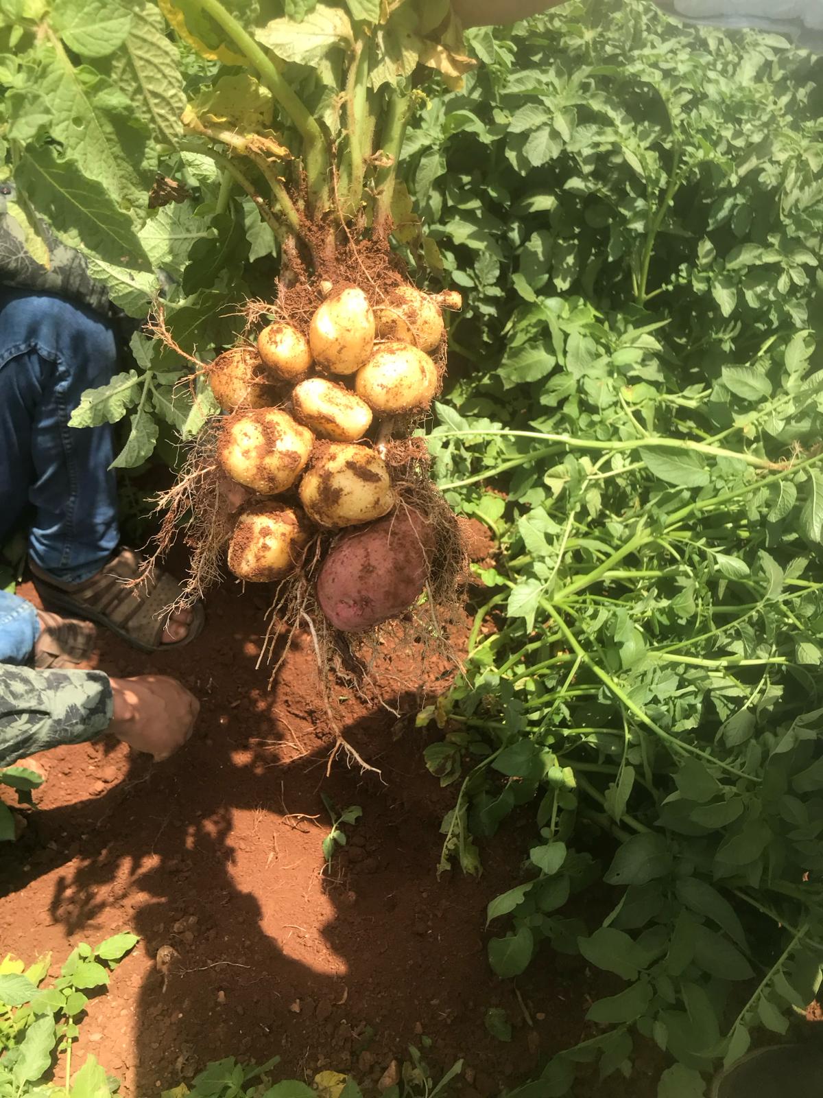 Patates Ekimi