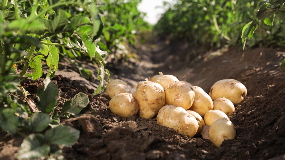 Patates Ekimi